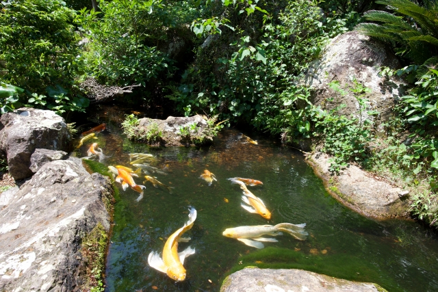 庭の池に錦鯉が悠然と泳いでいる風景